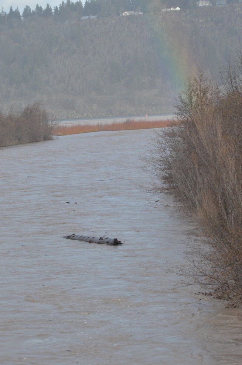 Flood 3